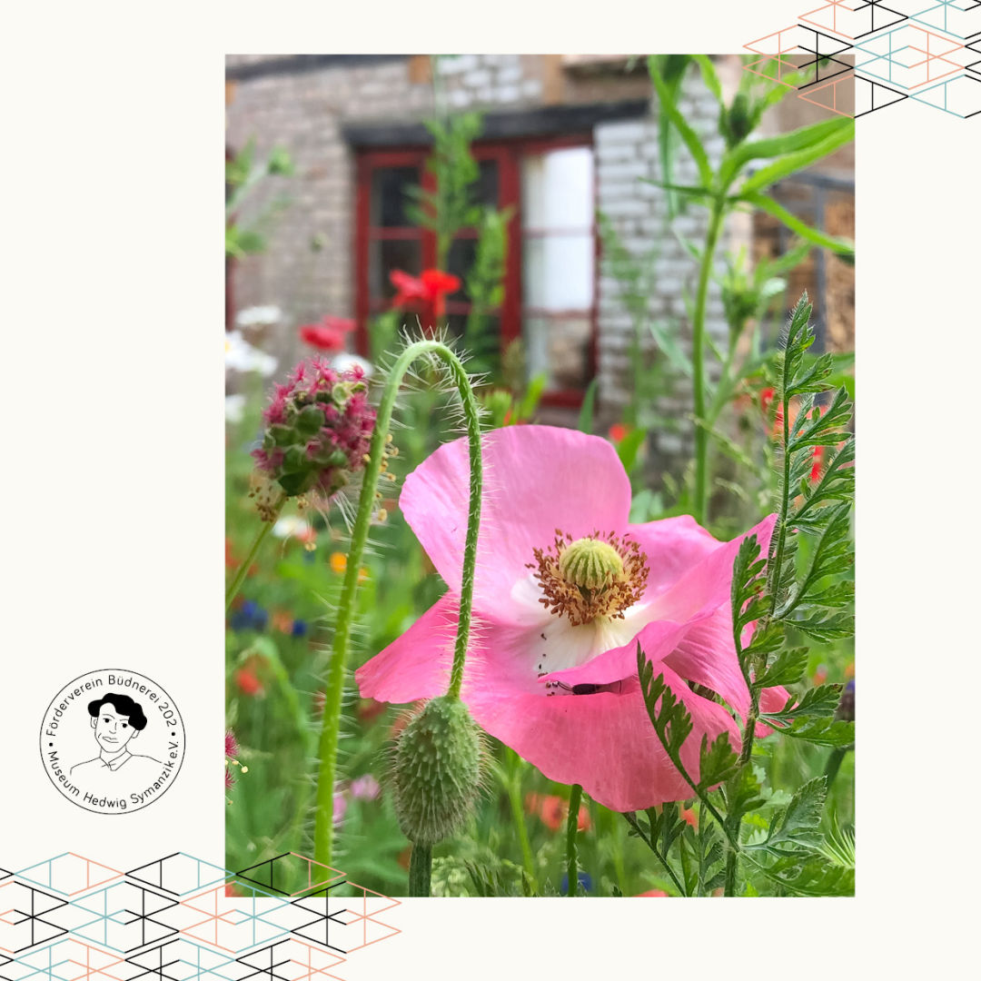 rosa Mohn in der Büdnerei